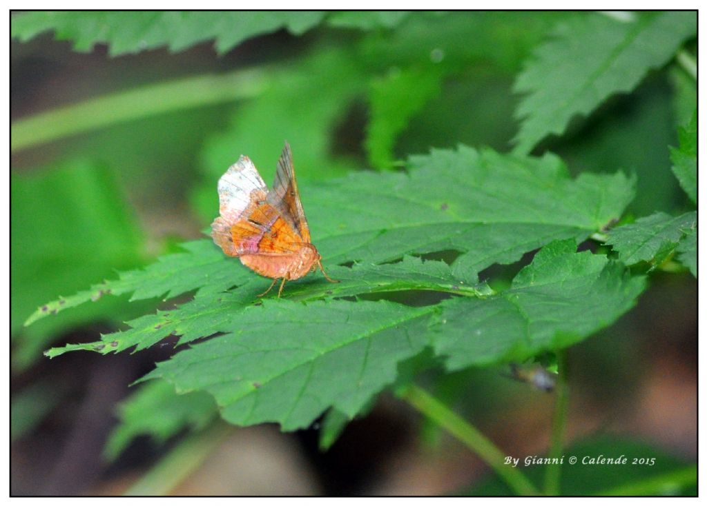 Farfalla da id -  Selenia tetralunaria